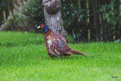 Cock Pheasant mooching around in the orchard on the lookout for peanuts.
