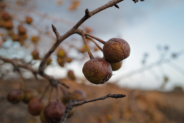 Malus sylvestris, Macieira brava, Rosaceae