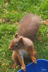 Red Squirrel
