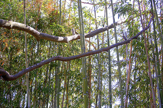 Bamboos