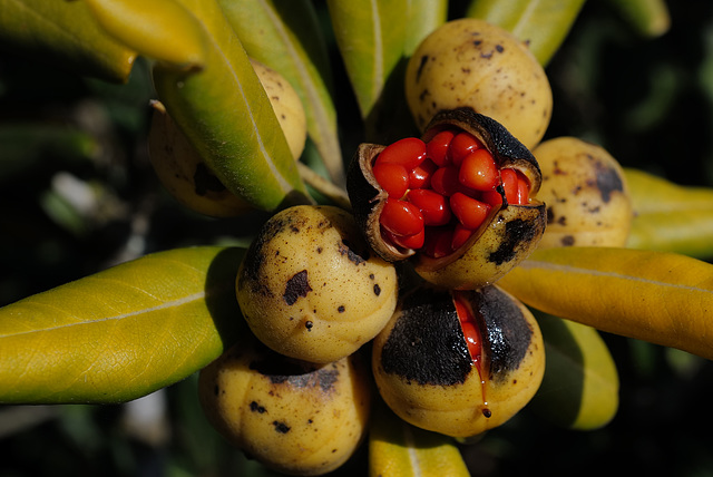 Pittosporum tobira