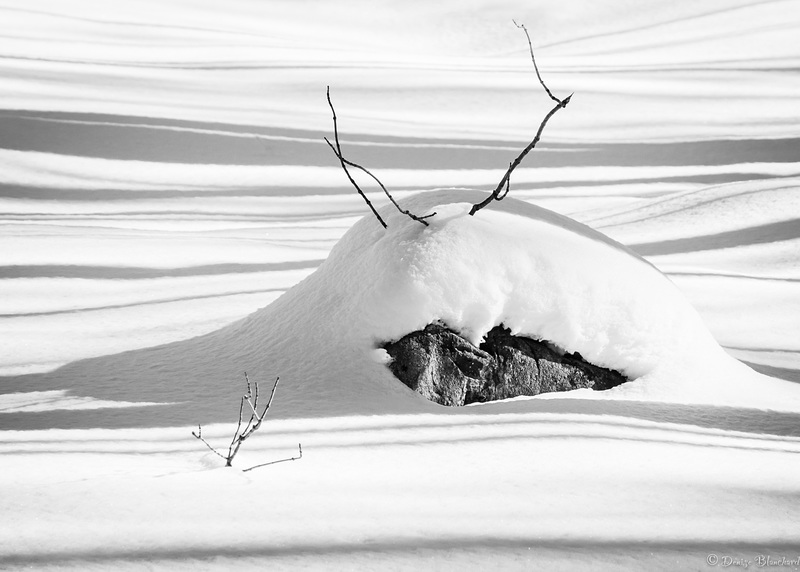 Bête tapie sous la neige?