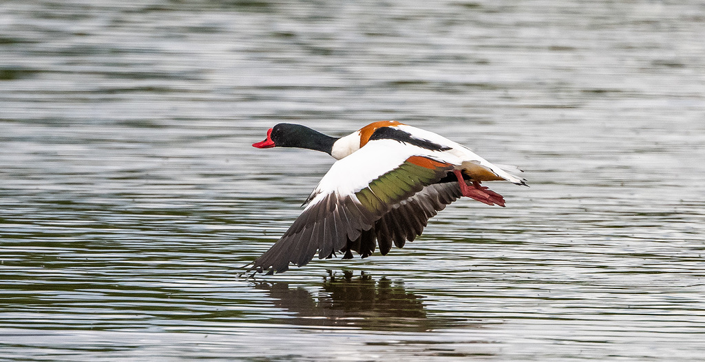 Shelduck