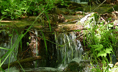20230606 -08 Lozère tritons (174) rec