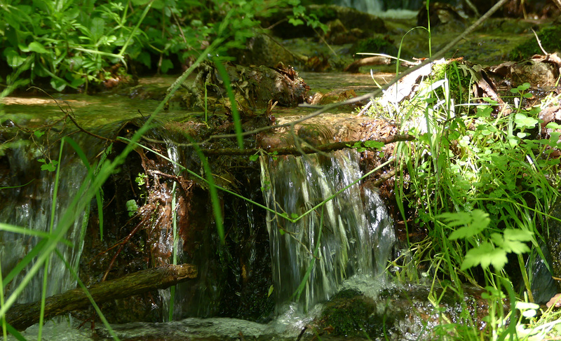 20230606 -08 Lozère tritons (174) rec