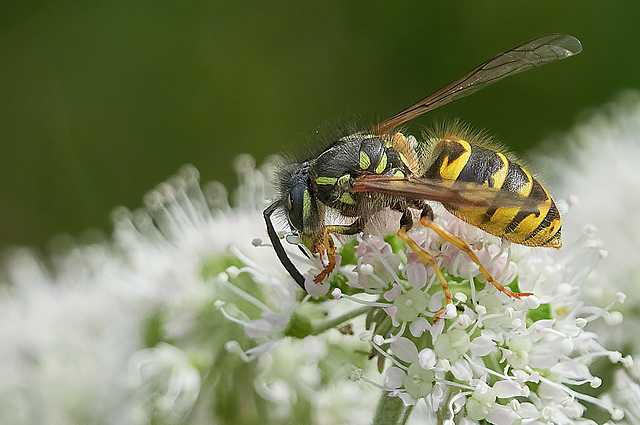 Common Wasp - Vespula vulgaris