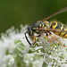 Common Wasp - Vespula vulgaris