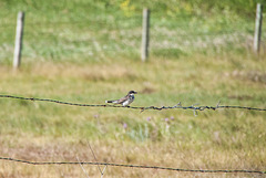 bird on  a wire