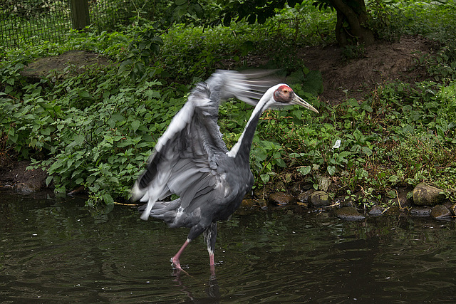 20140926 5471VRAw [D~SFA] Vogelpark, Walsrode