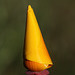 California Poppy