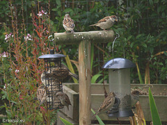 House Sparrows - feeding season has started