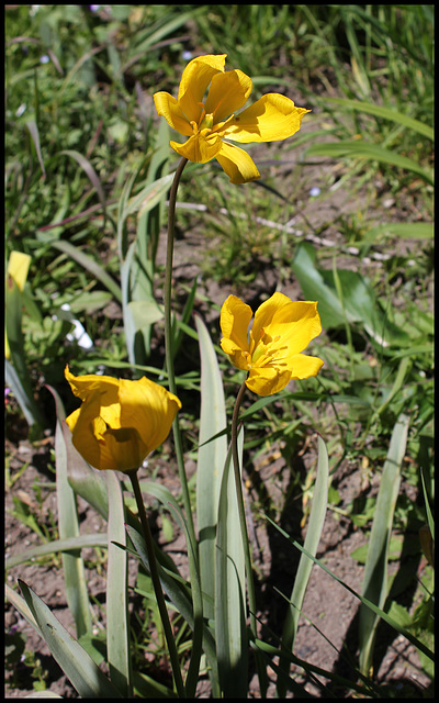 Tulipa sylvestris (1)