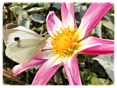 la fleur et le papillon