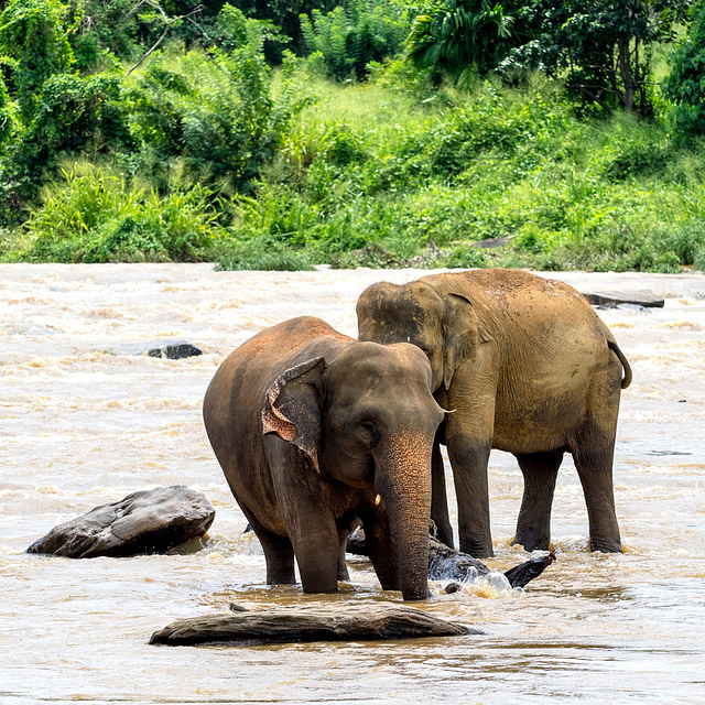 Sri Lanka tour - the fourth day - Pinnawala Elephant Orphanage