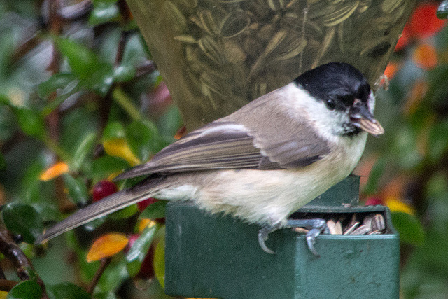 20151009 9098VRTw [D~RI] Weidenmeise (Poecile montanus), Rinteln