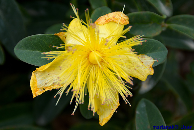 Echtes Johanniskraut (Hypericum perforatum)