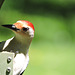 Red-bellied Woodpecker