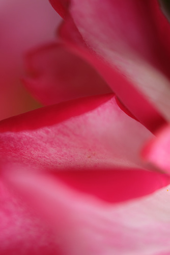 DSCF7597