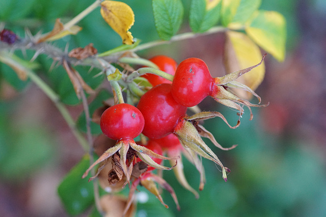 Früchte der Kartoffelrose