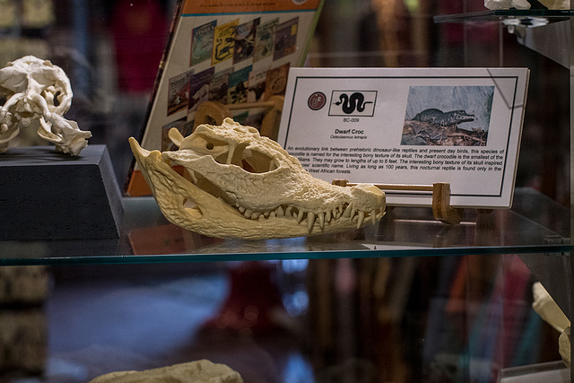 Crocodile skull