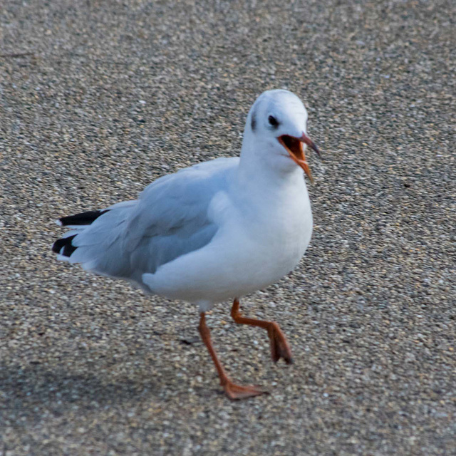 Gull dancing 2