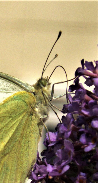 Large White. Pieris brassicae