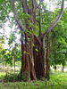 Strangler fig