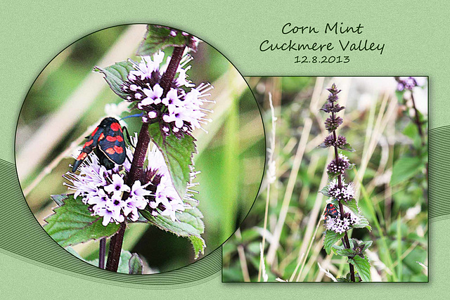 Corn Mint Cuckmere 12 8 2013 w close up