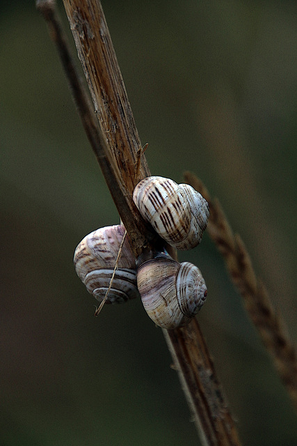 Dortoir pour gastéropodes .