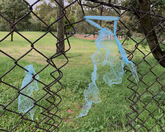Frühling lässt sein blaues Band – Melbourne northern suburbs version