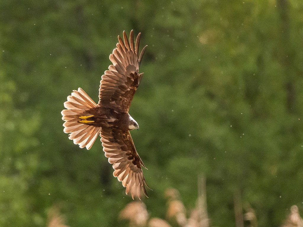 Marsh harrier