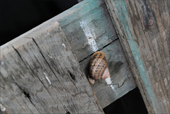 Penedos, Snail on the white trail