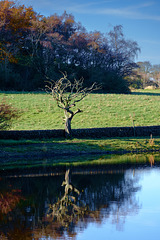 Single tree reflection