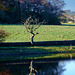 Single tree reflection