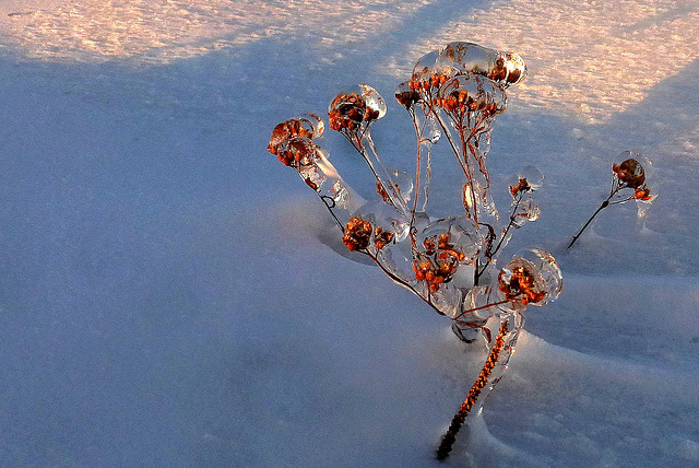 Fragments of winter