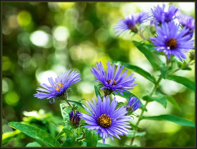 Late Summer Waltz