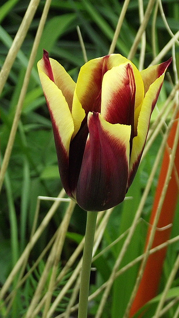 Parrot tulip