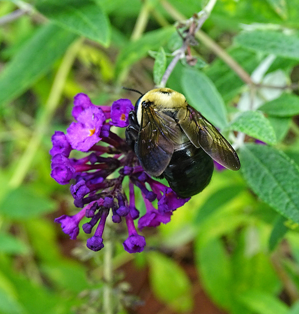 Carpenter Bee