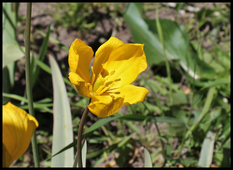 Tulipa sylvestris (2)