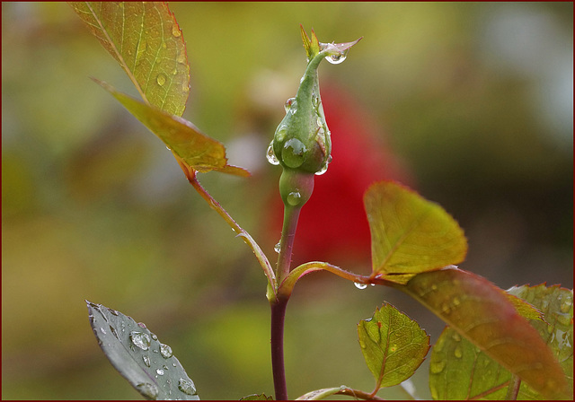 Rosenwasser