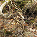 Weather dried cedar roots