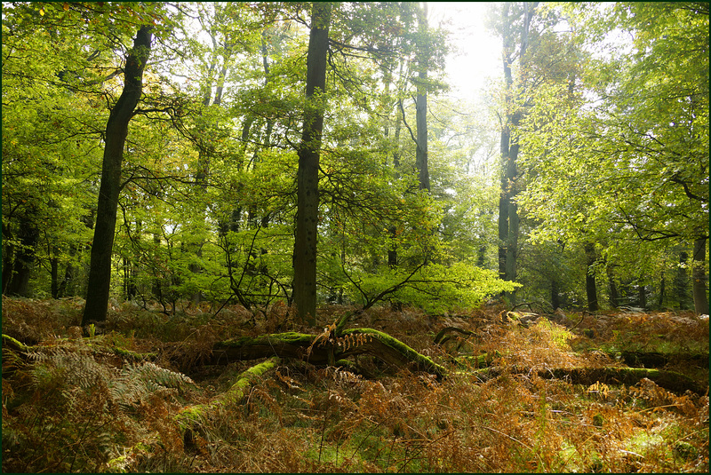 Dein Wald