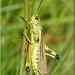 Sumpfschrecke (Stethophyma grossum) Large Marsh Grasshopper
