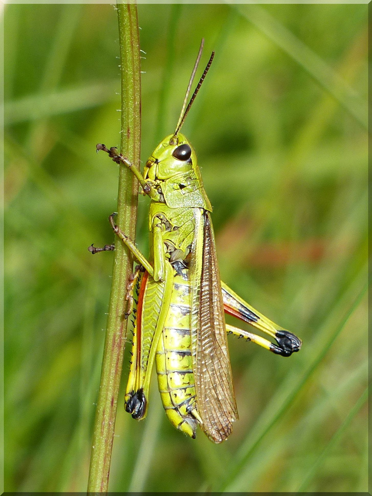 Sumpfschrecke (Stethophyma grossum) Large Marsh Grasshopper