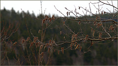 Catkins. Surely it is spring.
