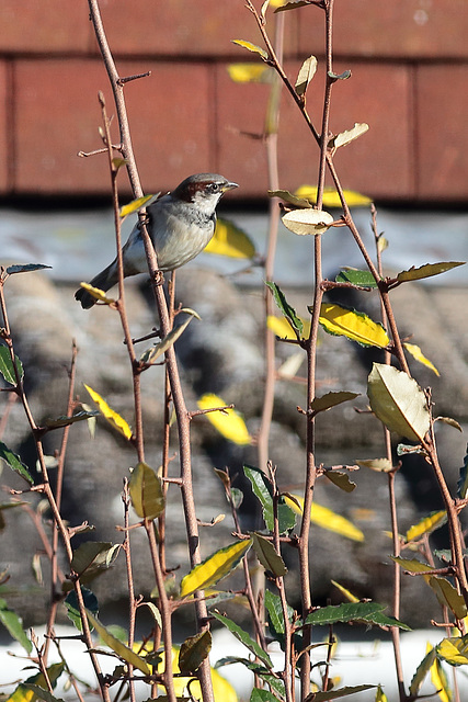 EOS 6D Peter Harriman 13 24 20 11008 HouseSparrow dpp