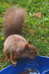 Red Squirrel