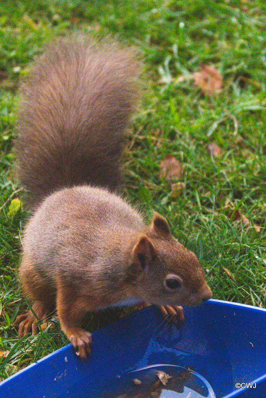 Red Squirrel