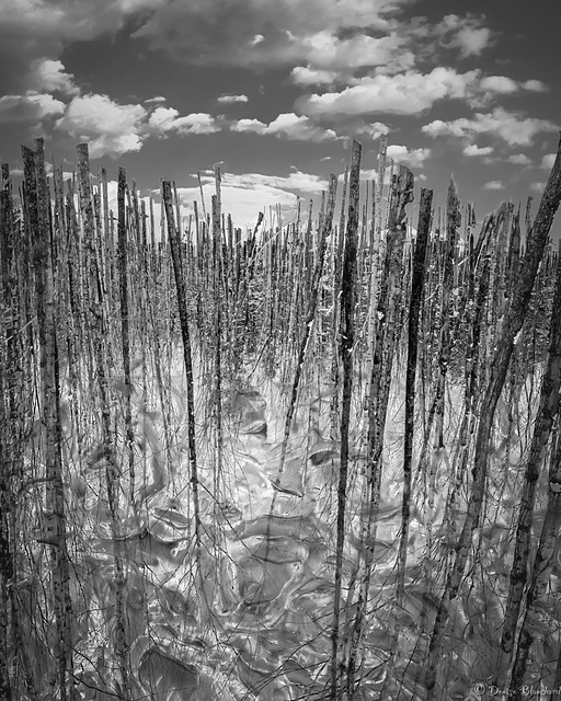 La forêt renversée La forêt renversée