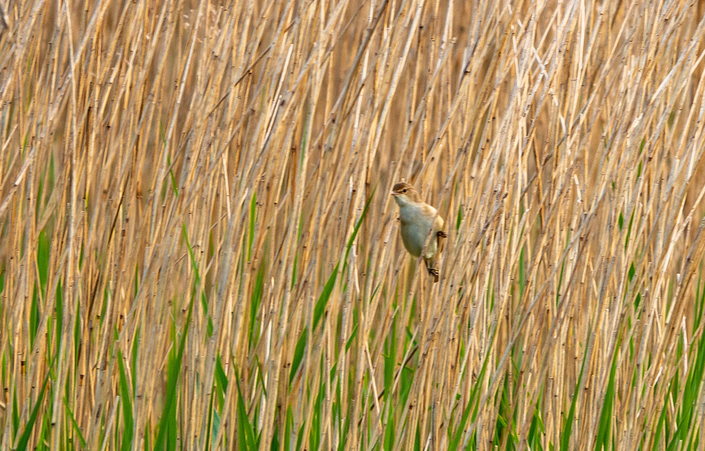 Reed warbler